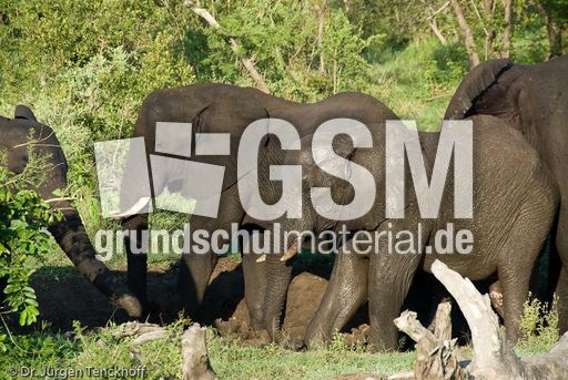 Afrikanischer Elefant (84 von 131).jpg